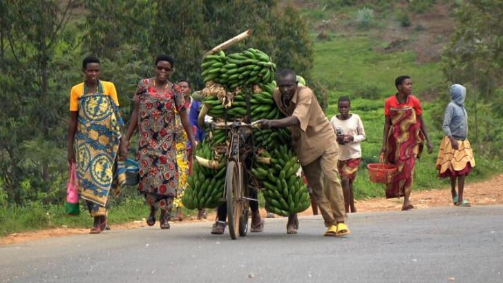 Un homme pour son vélo chargé de régimes de bananes sur une route (derrière lui on aperçoit des femmes marchant)